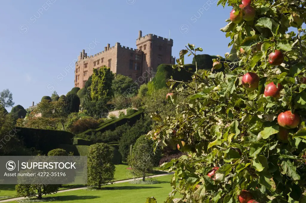 Wales; Powys; Powis Castle.  View past teh apple trees of the Formal Garden up to Powis Castle.