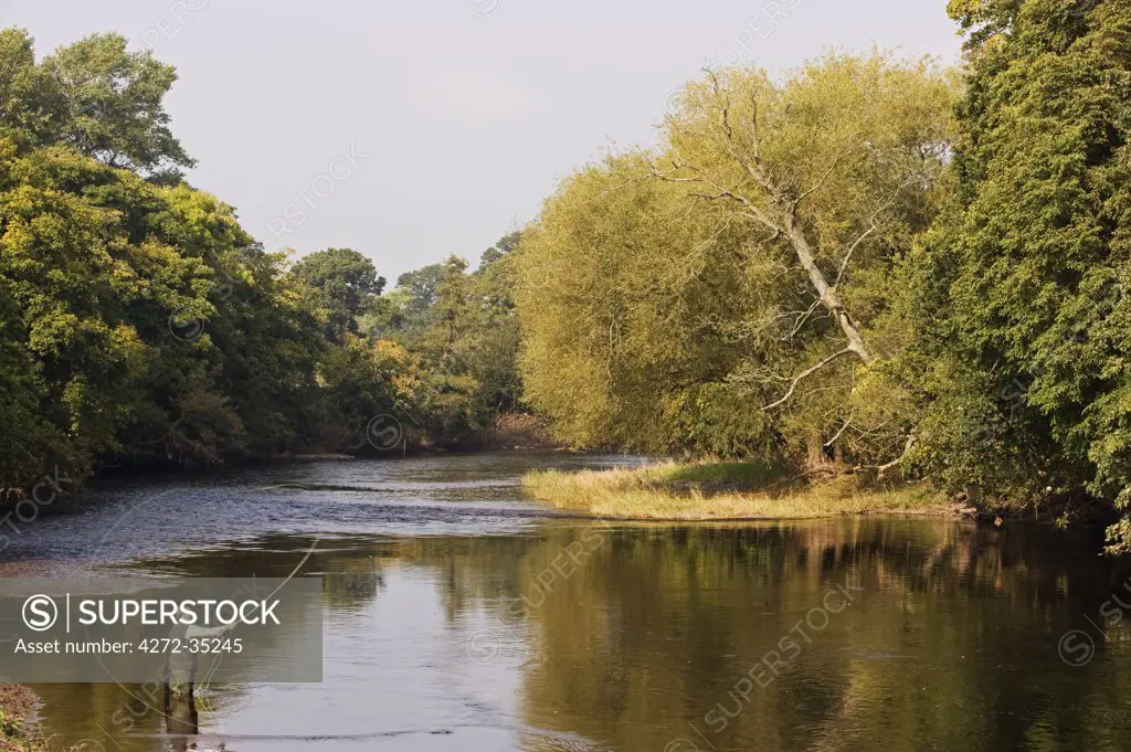 Wales; Wrexham. A salmon fisherman spey casting on the River Dee