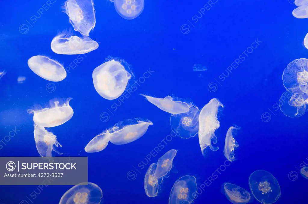 Canada, British Columbia, Vancouver, Stanley Park, Vancouver Aquarium Marine Science Centre, Jellyfish