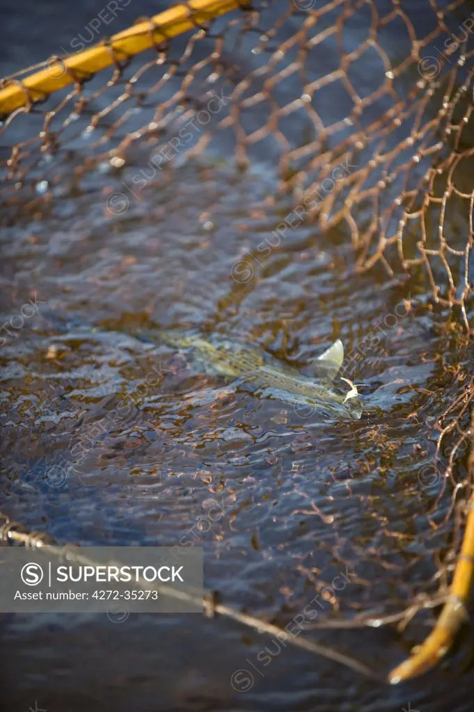 Wales; Wrexham. A trout fisherman plays a fish into his net on the River Dee