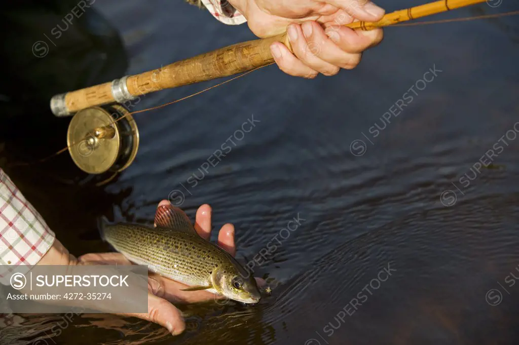 Wales, Wrexham. A fisherman gently releases a small grayling caught on the River