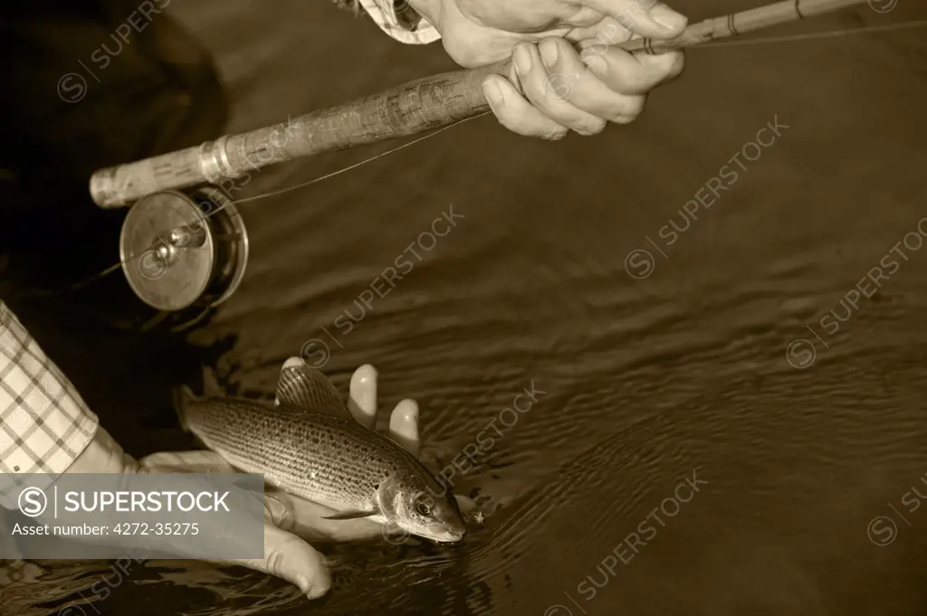 Wales; Wrexham. A fisherman gently releases a small grayling caught on the River