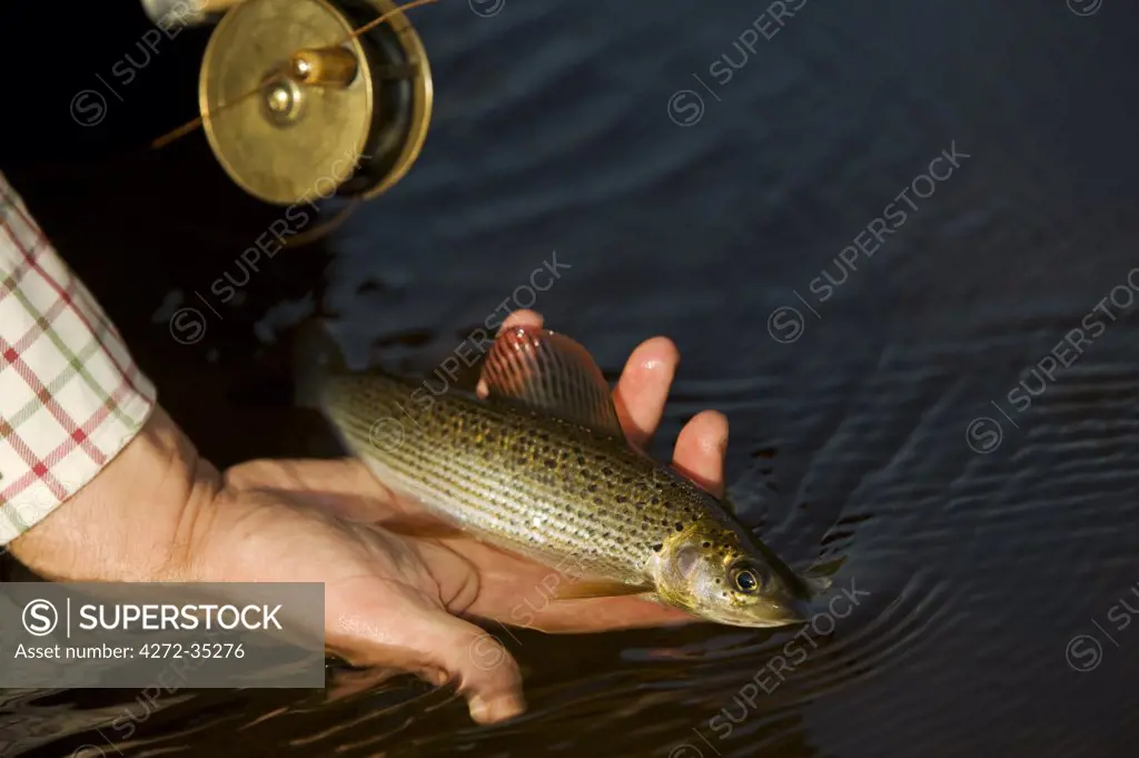 Wales; Wrexham. A fisherman gently releases a small grayling caught on the River
