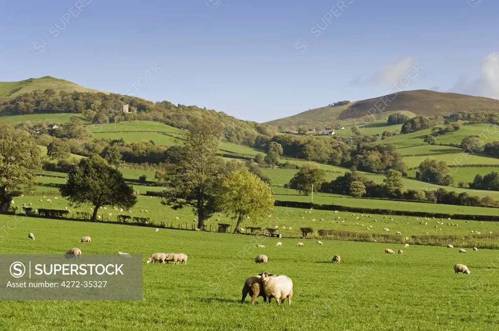 Wales, Clwyd. A flock of sheep grazing on a farm with the backdrop of the Clwydian Hills
