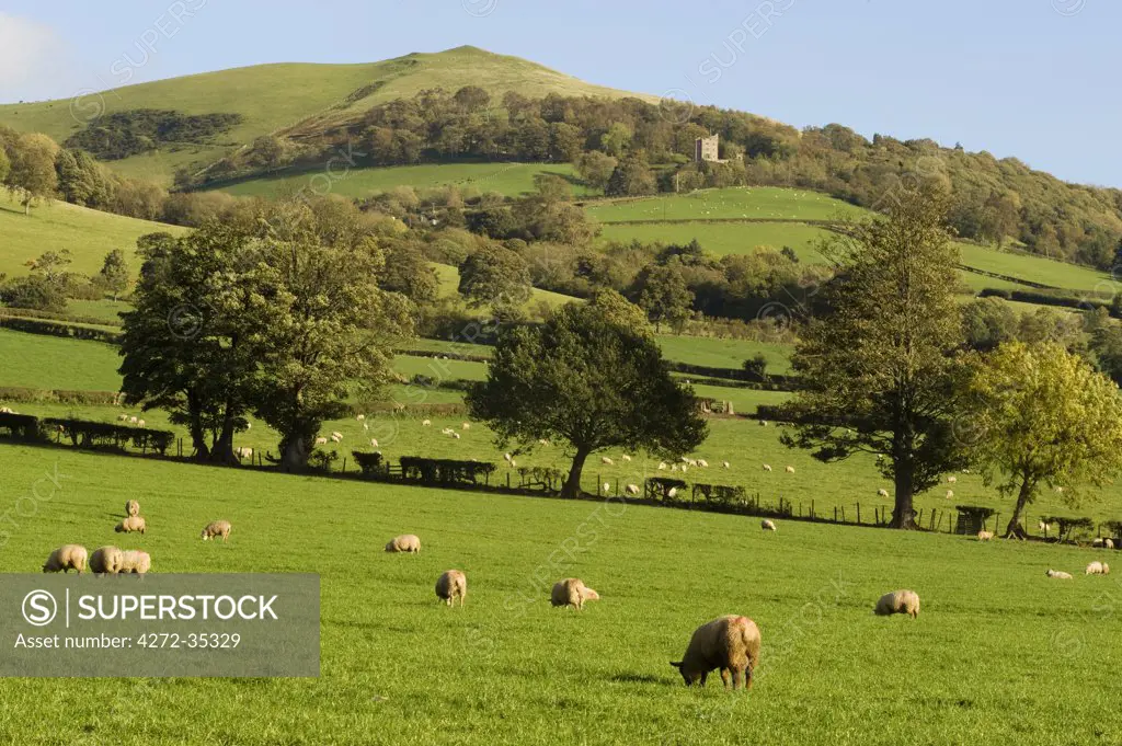 Wales, Clwyd. A flock of sheep grazing on a farm in North Wales against the backdrop of the Clwydian Hills.