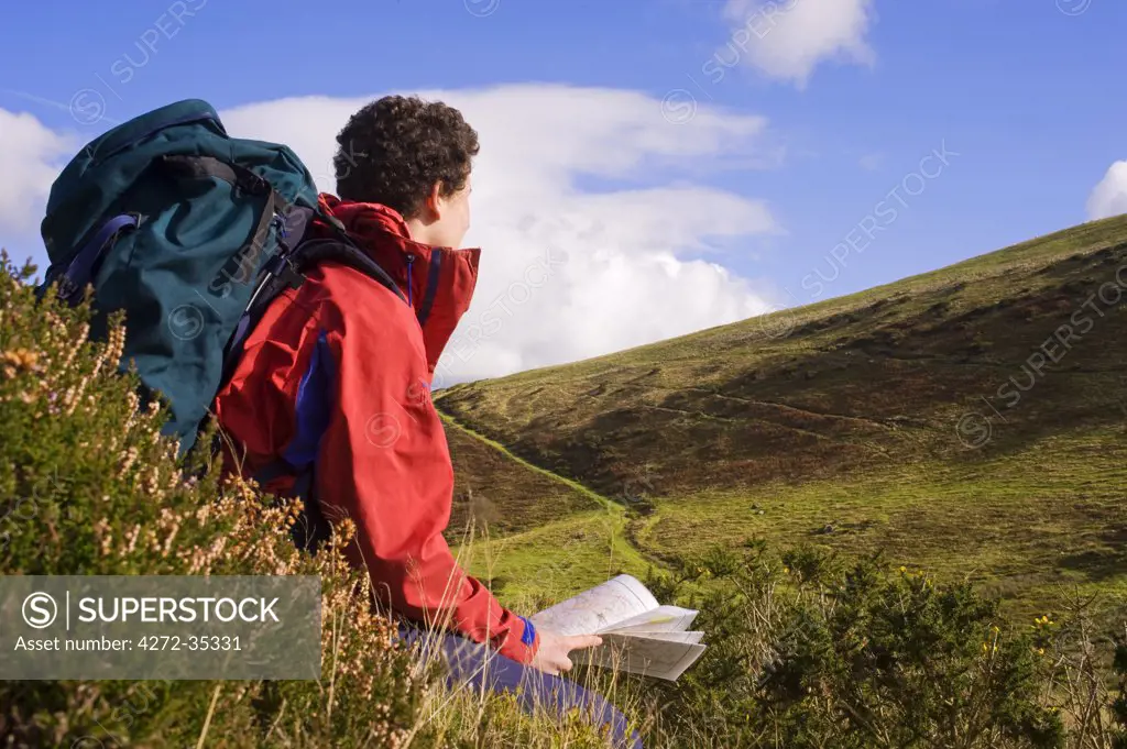 Wales, Clwyd.  A trekker stops to read his map as he approaches Moel Famau in the Clywydian Hills.