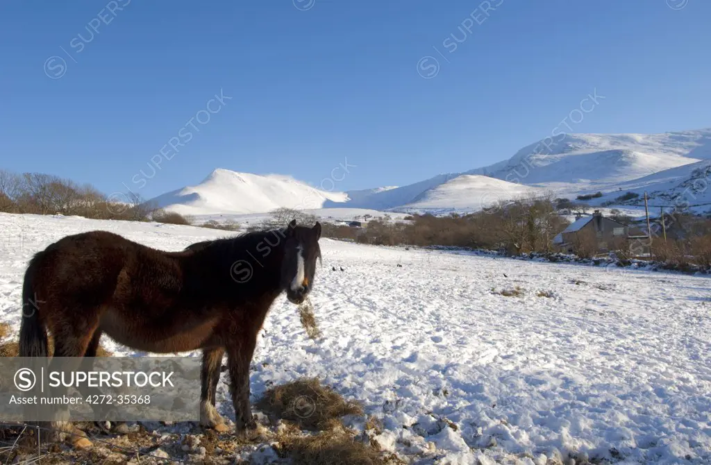 Wales, Gwynedd, Snowdonia.  Pony near Bethesda eating hay in a snow covered hillside, Behind, the Carneddau.