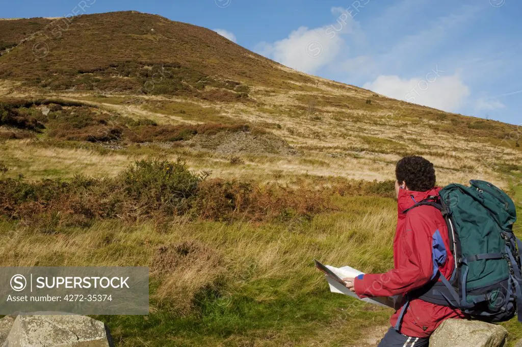 Wales, Clwyd.  A trekker stops to read his map as he approaches Moel Arthur in the Clywydian Hills.