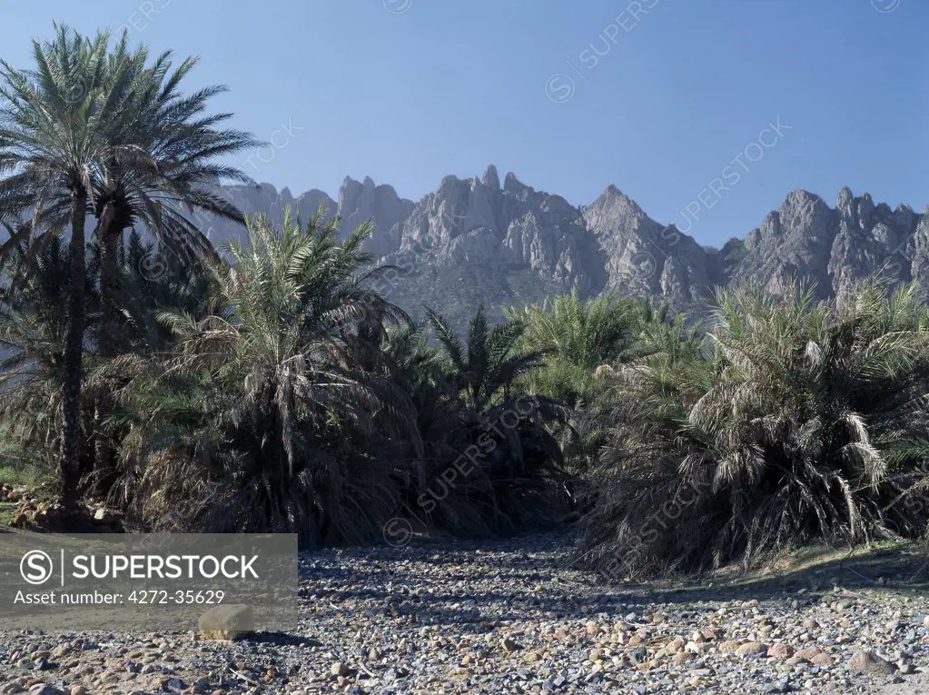 Socotra Island is about 87 miles long and between 25 and 31 miles wide, covering an area of 1,400 square miles. The jagged outline of the Haghir Mountains viewed from a date palm grove near the islands principal town, Hadibo, characterizes the dramatic mountainous scenery that rises almost 5,000 feet from the coastal plains.