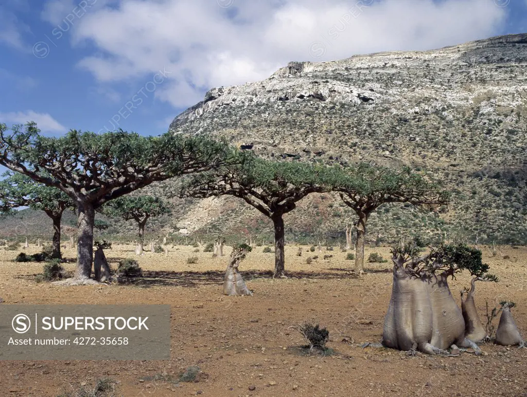 Socotran Frankincense trees, one of seven endemic species found on the island,  flourish in the Homhil Mountains. Since the quality of frankincense on the island is inferior to that harvested in mainland Africa and in the Arabian Peninsula, it is not exported.