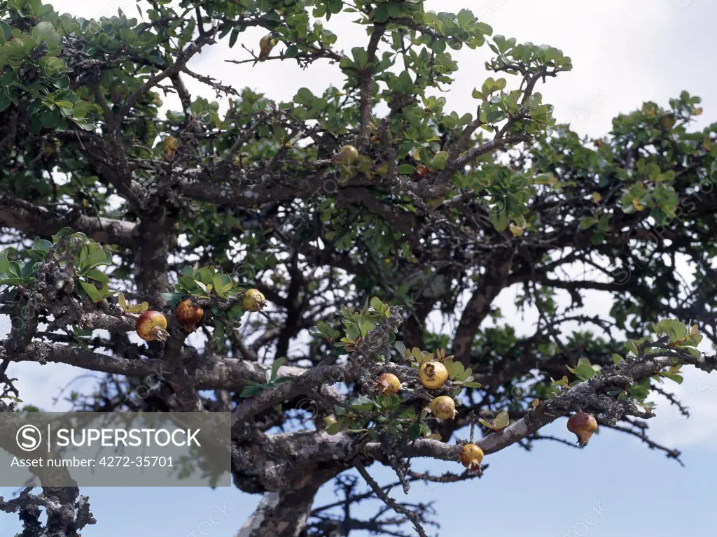 The Socotran Pomegranate (Punica protopunica) is a small tree endemic to Socotra Island.  It is the only relative of the pomegranate tree, which is widely cultivated for its fruit in the tropics