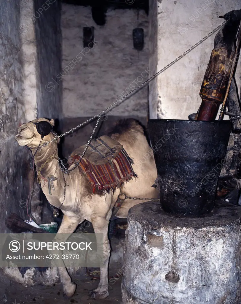Blindfolded camels are still used in the suq to grind sesame and mustard seeds in huge pestles and mortars. As this camel walks round and round all day, it grinds mustard seed to extract the oil.  Surrounded by a massive 20 to 30 foot high wall, old Sanaa is one of the worlds oldest inhabited cities.