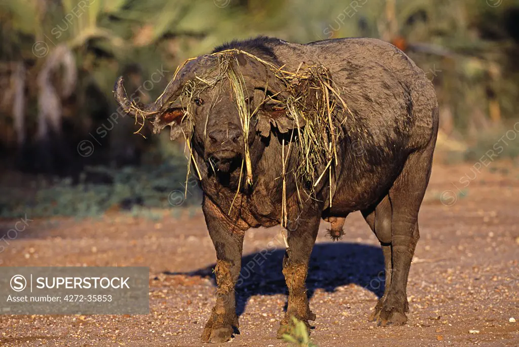 Zambia, Lower Zambezi National Park. Old buffalo bull (Syncerus caffer) with a wreath of grass.