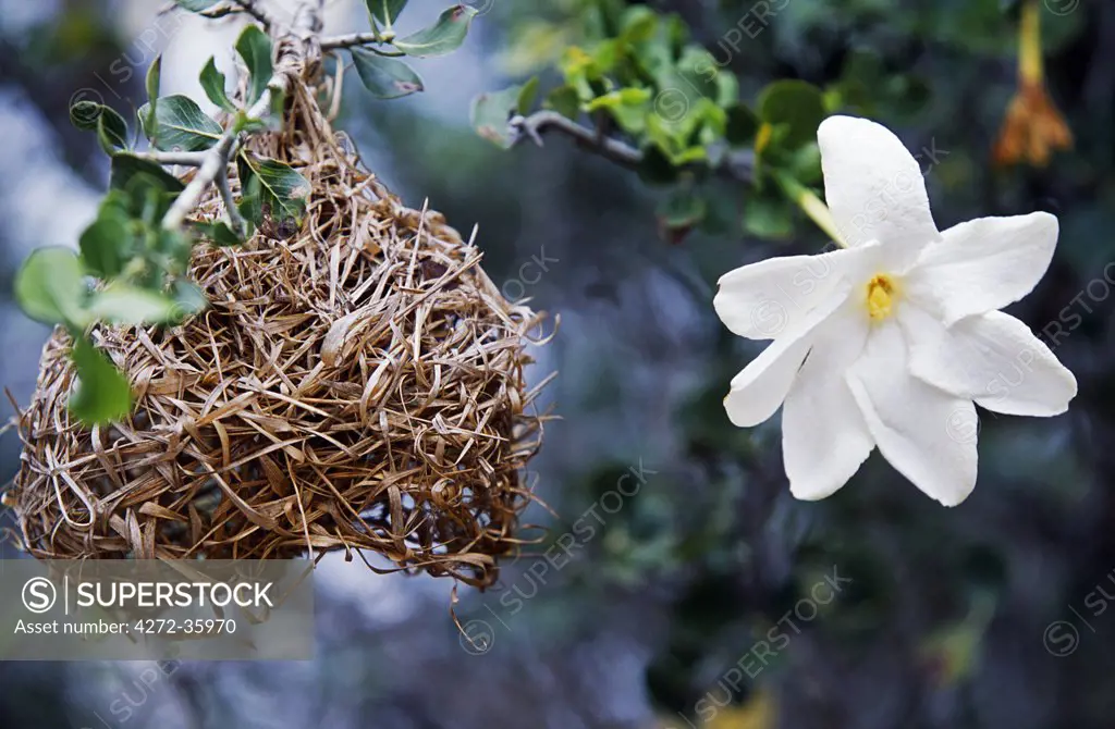 Wild frangipani flower and buffalo weaver's nest.