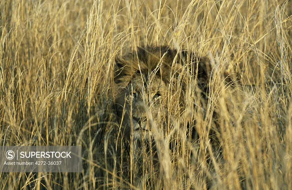 Mature male lion with full dark mane peers through the grass  on Busanga Plain