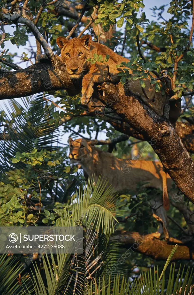 Zambia, Kafue National Park. Lionesses (Panthera Leo) in a tree on the Busanga Plain.