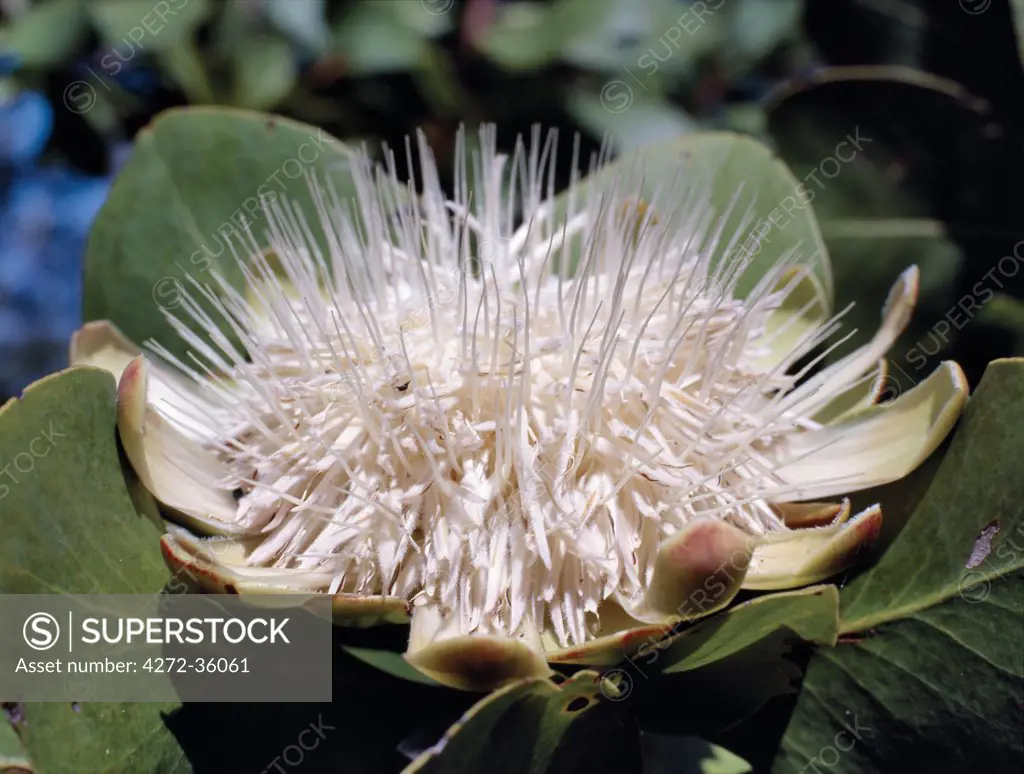 The flowering Protea shrub, Protea angolensis, flourishes in woodland near Mutinondo, a remote and undeveloped area of northern Zambia