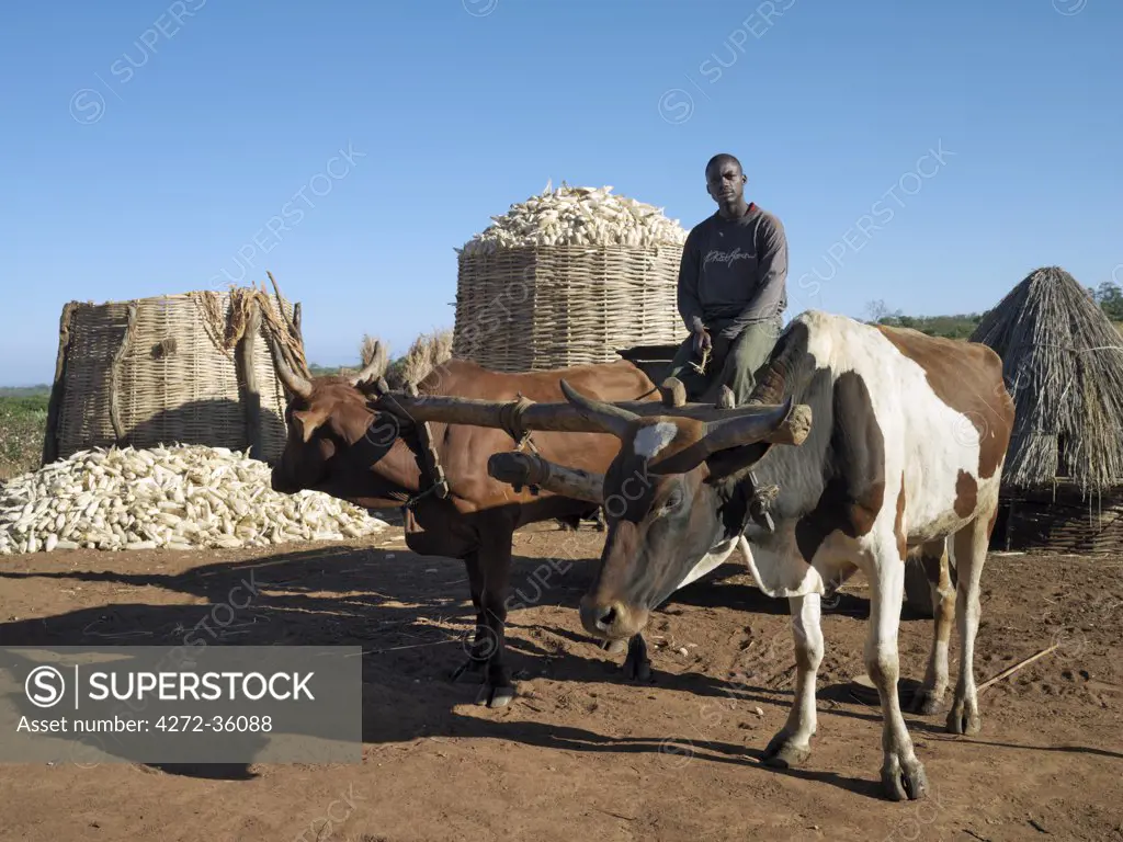 A farmer and his ox cart with a bountiful harvest of maize in the background.
