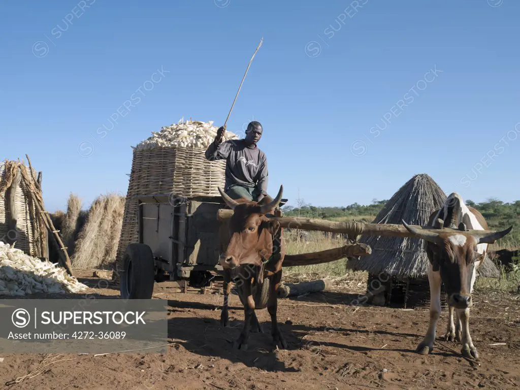 A farmer and his ox cart with a bountiful harvest of maize in the background.