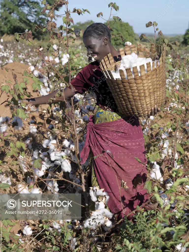 A woman harvests cotton on her husband's smallholding.