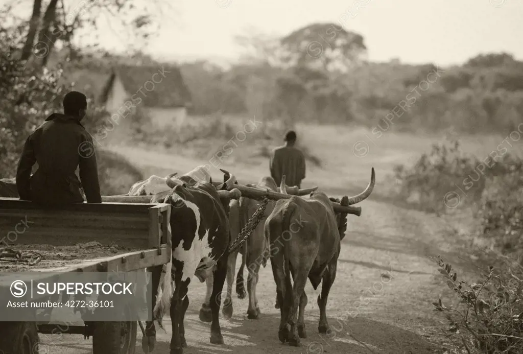 Zambia, Northern Province, Shiwa Ngandu. An African estate worker drives an ox-cart at Shiwa Ngandu former home of Sir Stewart Gore-Browne.