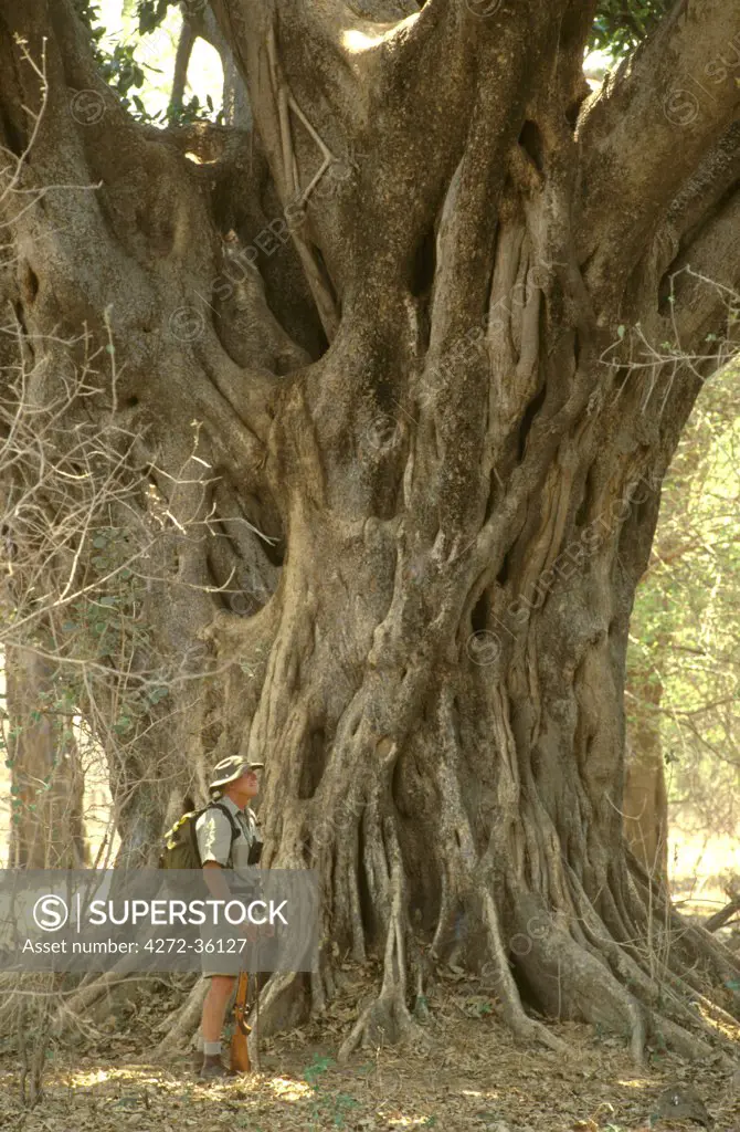 John Stevens dwarfed by huge trunk of Zambezi Fig.