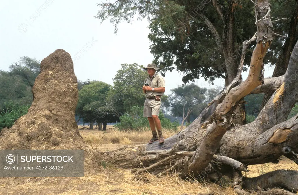 John Stevens, Safari Guide, spying the ground in Mana Pools Zimbabwe.
