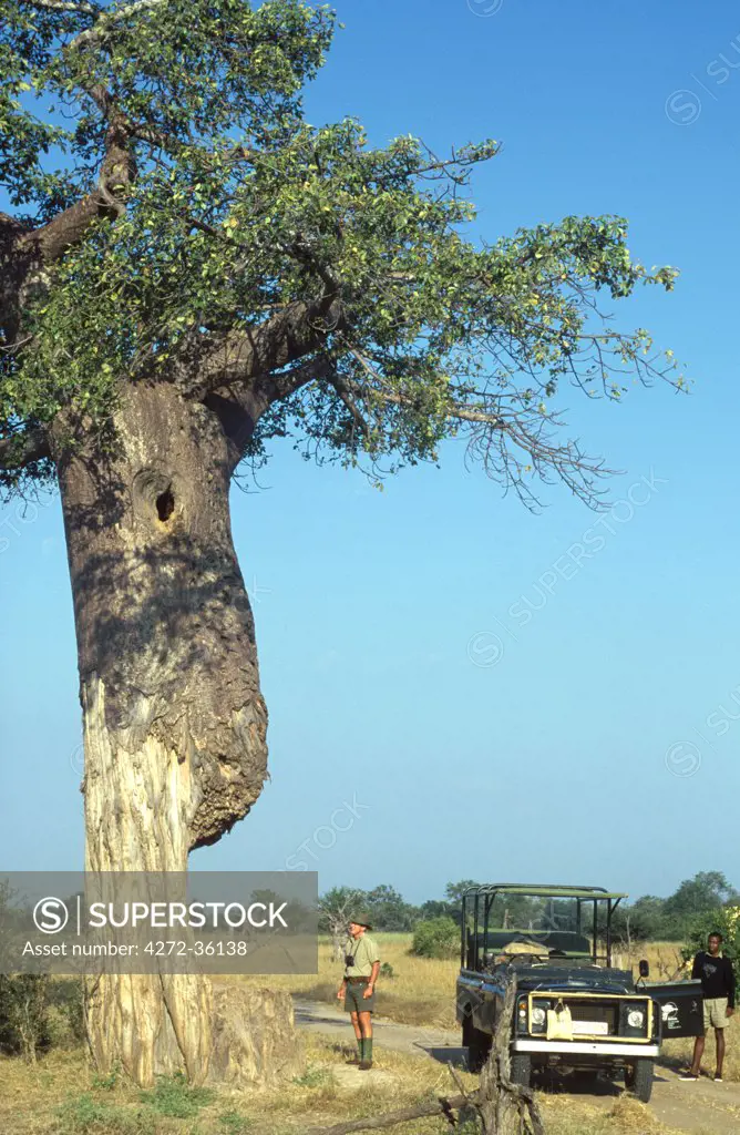 Baobab damaged by Elephants