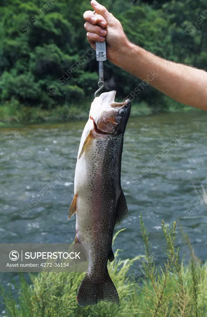 3.5 pound Rainbow trout caught on Gairesi River.