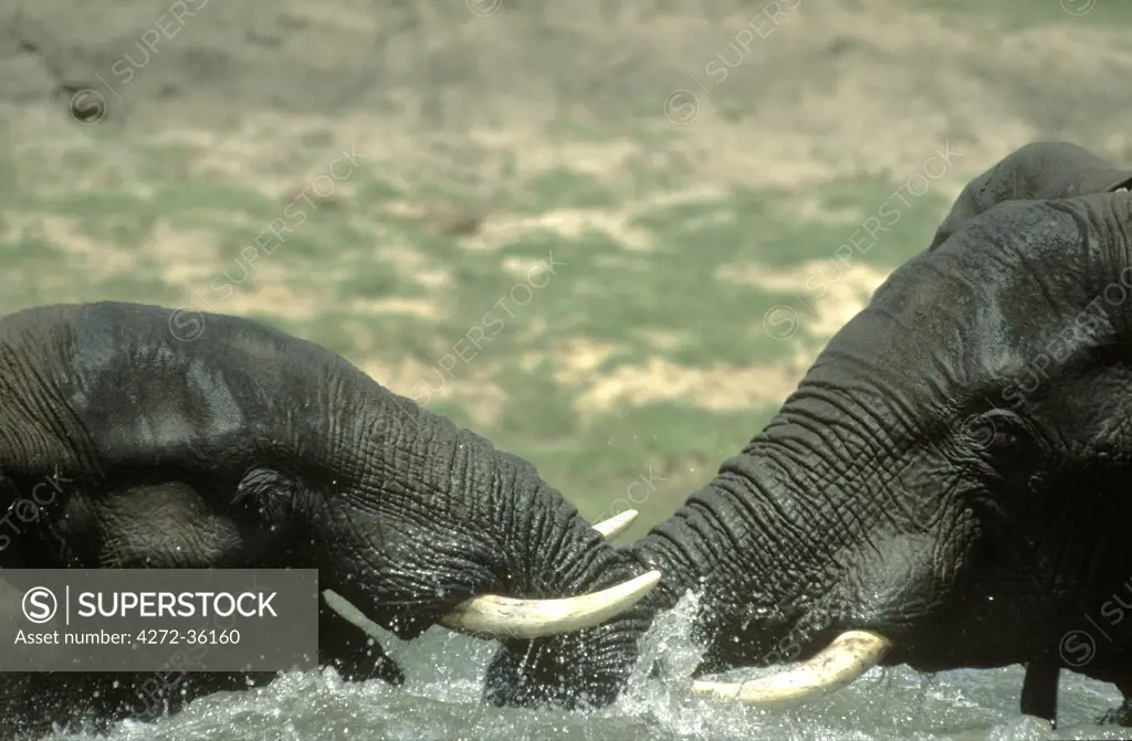 Two adolescent male elephants (Loxodonta africana) mock fight in the water.