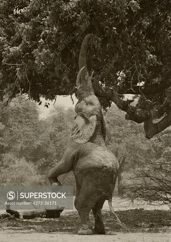 Zimbabwe, Mana Pools.  An elephant stands up on its hind legs to pick the pods from an acacia tree.