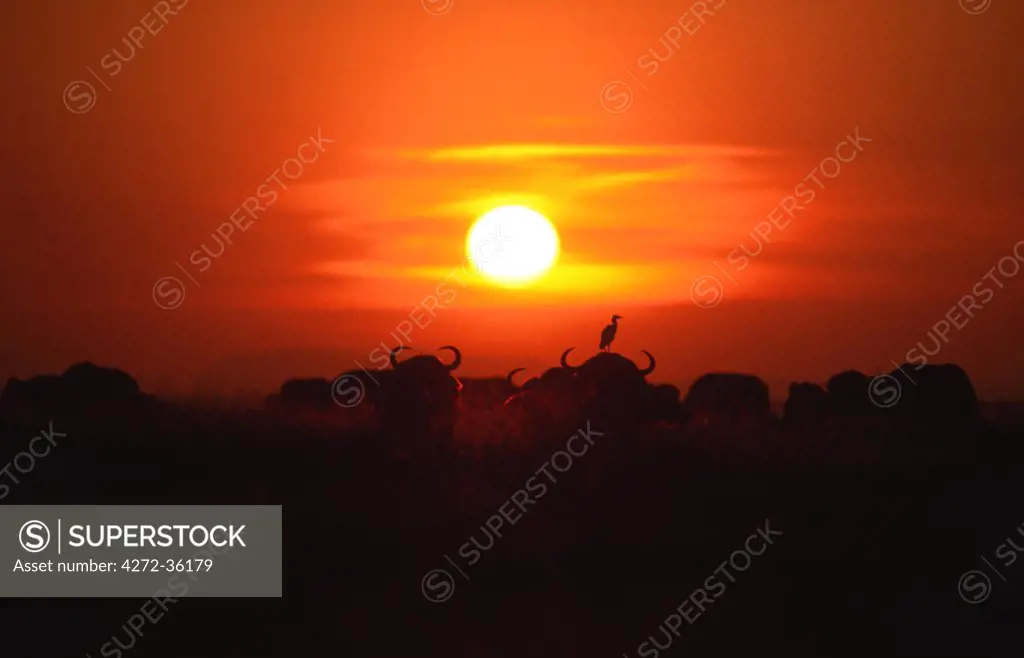 Buffalo at  Matusadona during sunset, Zimbabwe