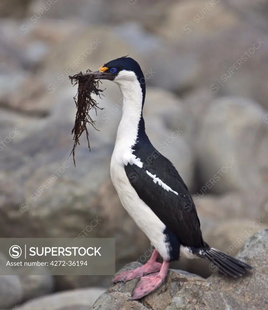 An Antarctic blue-eyed shag carries seaweed to its nest on Gibbs Island