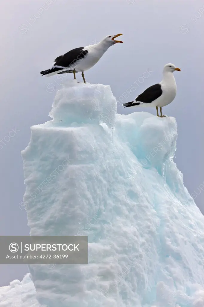 Two Kelp Gulls at Brown Bluff  a flat-topped extinct volcano on the Antarctic Peninsulas northeastern tip. This species of gull is the only one found in the Southern Ocean.