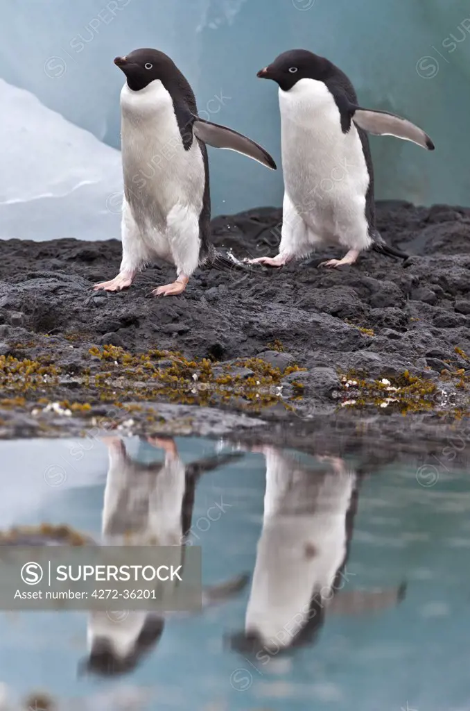 Adélie Penguins at Brown Bluff a flat-topped extinct volcano on the Antarctic Peninsula s northeastern tip.