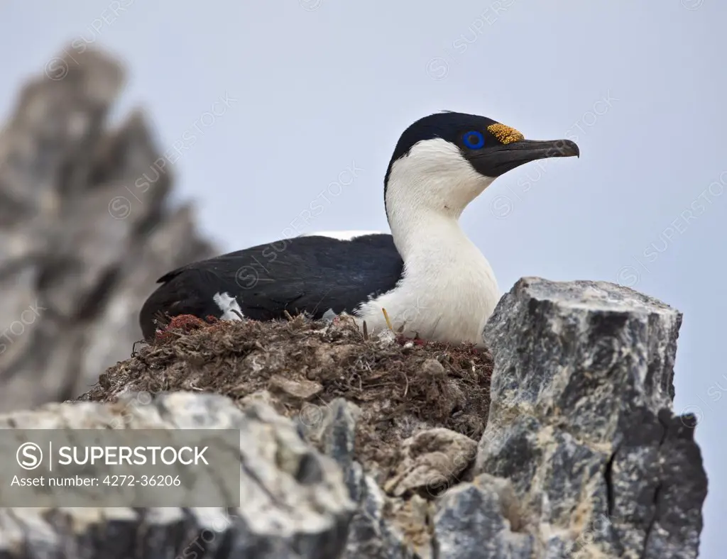 An Antarctic blue-eyed shag on its nest at Paulet Island, a small island in the Weddell Sea to the east of the Antarctic Peninsula.