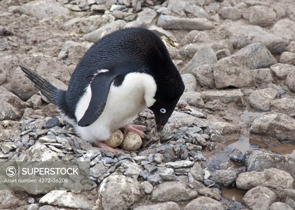 An Adélie Penguin turns its eggs in its rocky nest on Paulet Island.  Adélies mate for life with females laying two eggs a couple of days apart.