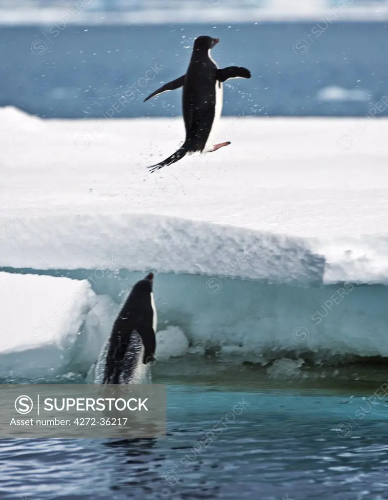 Adélie Penguins jump onto an ice flow off Joinville Island just to the north of the main Antarctic Peninsula.
