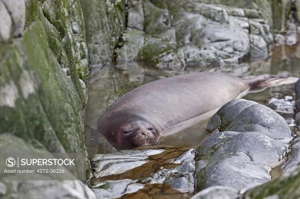 A Weddell Seal resting in a rock pool on crescent-shaped Half Moon Island in the South Shetlands. This seal is the southernmost pinniped in the world and is not endangered.