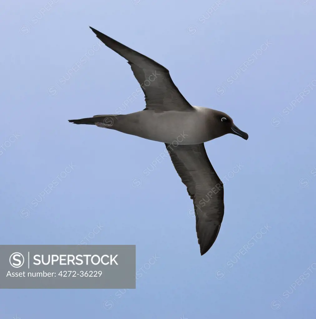 A Light-mantled Sooty Albatross in flight. These birds can be distinguished from their dark-mantled cousins by the blue stripe sulcus along the lower mandible. A sighting of Sooty Albatrosses is said to bring good fortune.