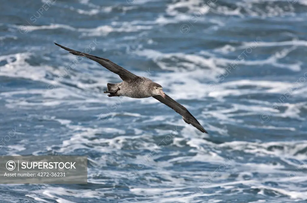 A Northern Giant Petrel in flight. These birds are widespread in the southern seas.