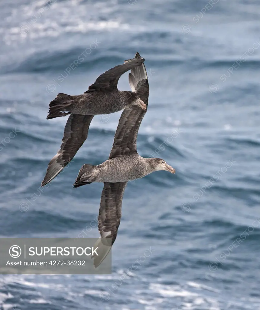Two Northern Giant Petrels in flight. These birds are widespread in the southern seas.