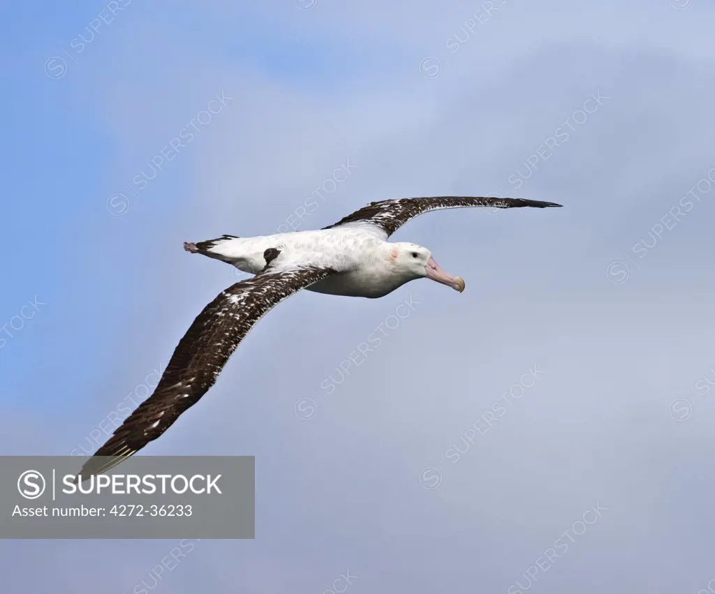 A Wandering Albatross in flight. These magnificent birds have a larger wingspan than any other bird in the world.