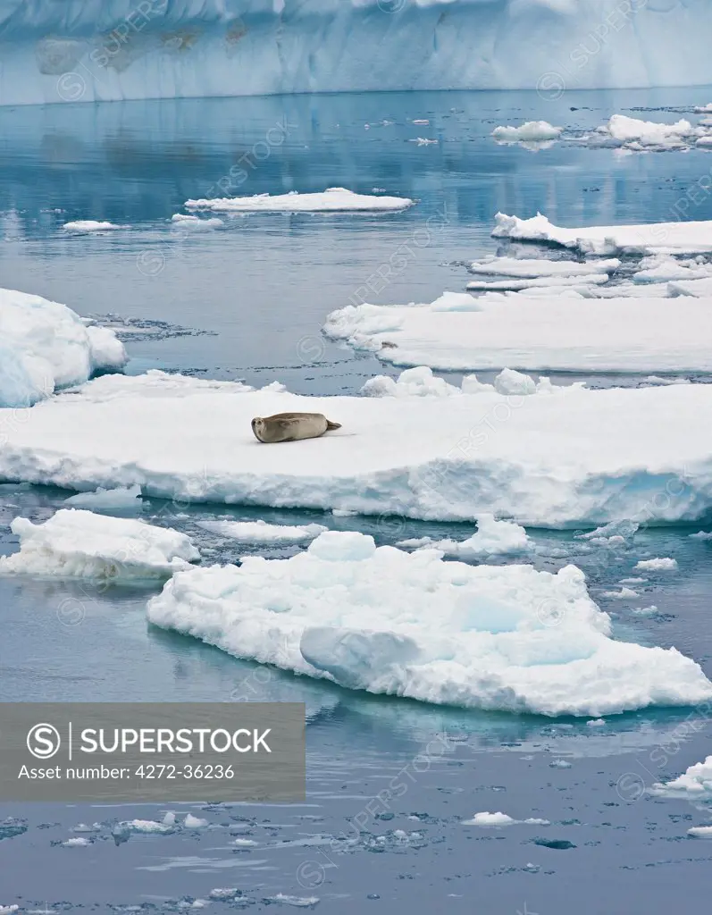 A Weddell Seal on floating ice in the Weddell Sea off Paulet Island in the Antarctic Peninsula. This seal is the southernmost pinniped in the world and is not endangered.