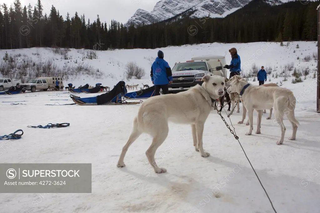 Dogsledding near Canmore Alberta in the Canadian Rockies