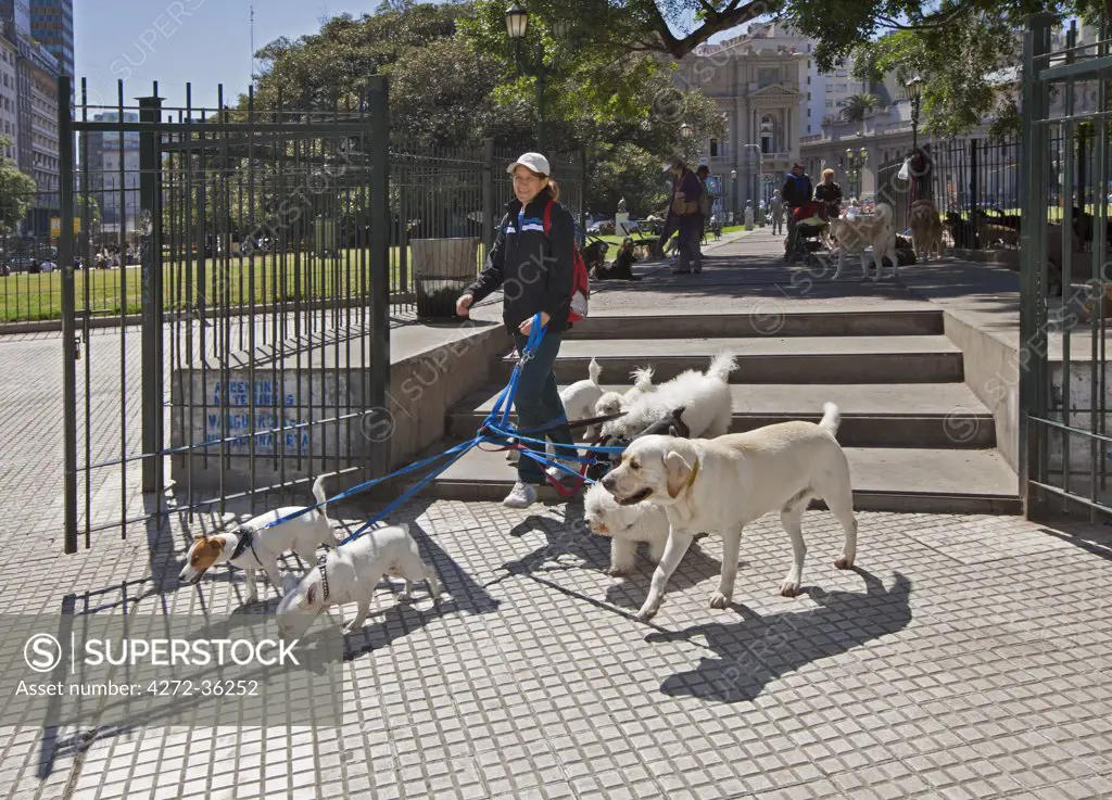 A dog walker leaving the grounds of Plaza Lavalle.
