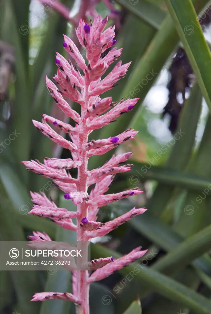 The beautiful flower of the epiphyte Aechmea distichantha.