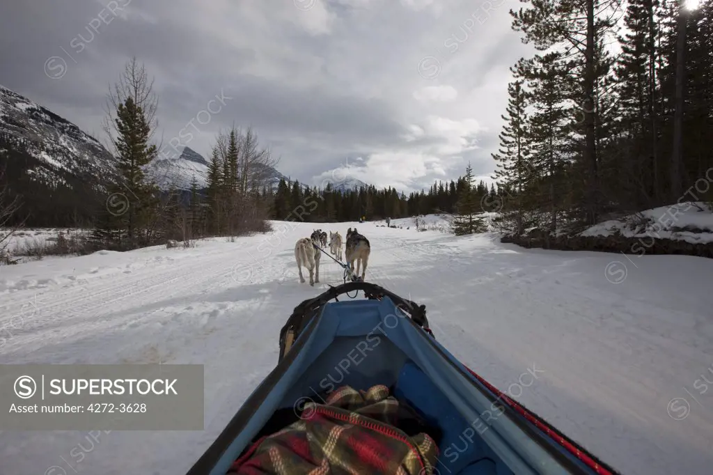 Dogsledding near Canmore Alberta in the Canadian Rockies