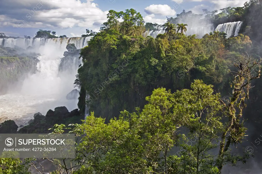 The spectacular Iguazu Falls of the IguazuNational Park, a World Heritage Site, with a Black Vulture in a nearby tree. Argentina