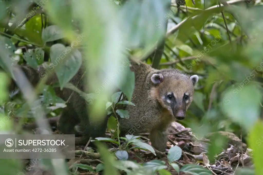 A young South American coati in the Iguazu National Park, a World Heritage Site.